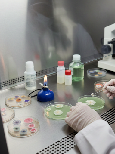 FUNGAL CULTURE PROCESS